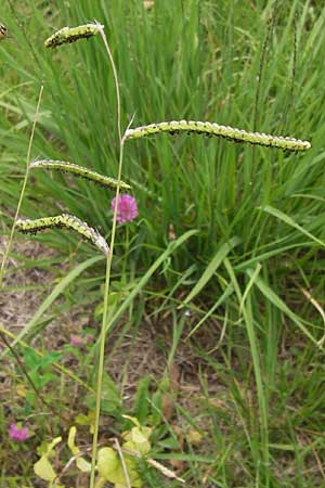 Paspalum dilatatum, Dallis Grass