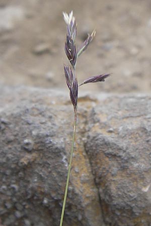 Festuca glacialis \ Gletscher-Schwingel / Glacier Fescue, E Picos de Europa, Fuente De 14.8.2012