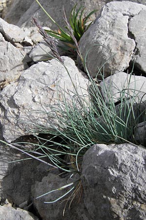 Festuca glacialis \ Gletscher-Schwingel / Glacier Fescue, E Picos de Europa, Fuente De 14.8.2012