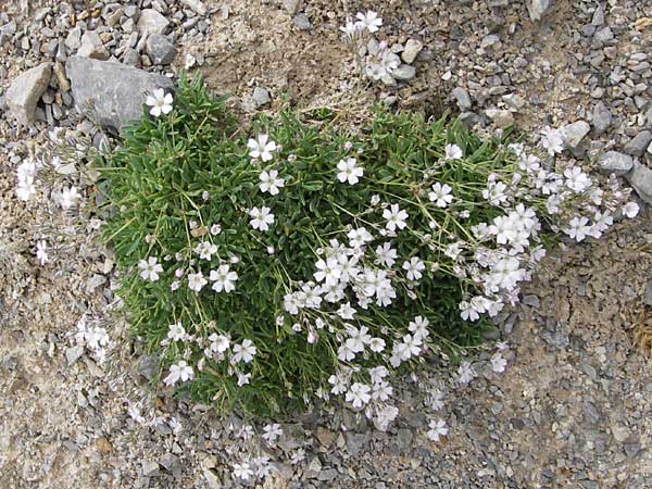 Gypsophila repens \ Kriechendes Gipskraut / Alpine Gypsophila, E Picos de Europa, Fuente De 14.8.2012