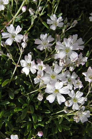Gypsophila repens \ Kriechendes Gipskraut / Alpine Gypsophila, E Picos de Europa, Fuente De 14.8.2012