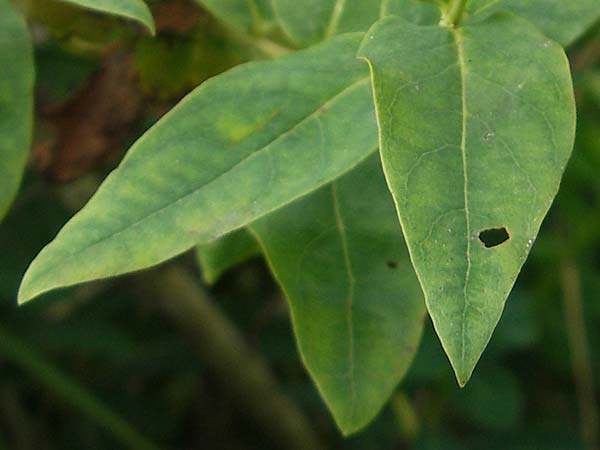 Hypericum hircinum subsp. majus \ Gro&szlig;es Bocks-Johanniskraut / Greater Stinking Tutsan, Lemon-Scented St. John's-Wort, E Getaria 16.8.2011