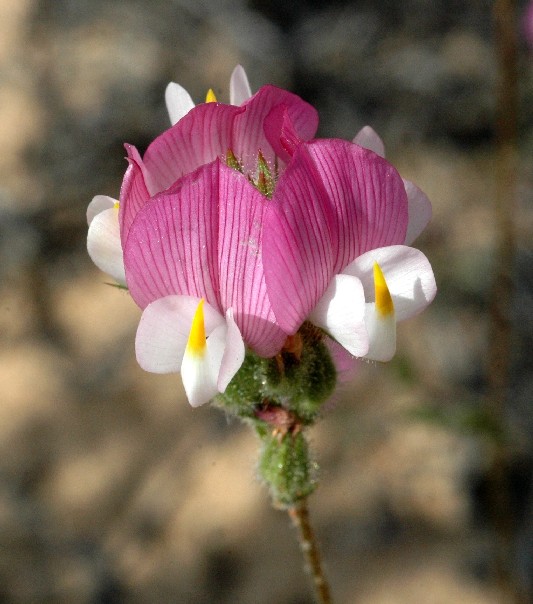 Ononis baetica \ Andalusische Hauhechel / Andalusian Restharrow, E Andalusien/Andalusia,  La Rocina 25.4.2006 (Photo: Walter H�usler)