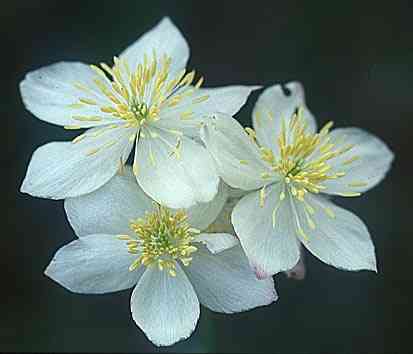 Thalictrum tuberosum \ Wiesenraute / Meadow-Rue, E Navarra, Pamplona 26.5.2002