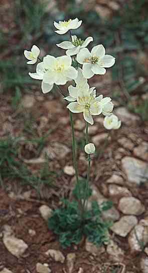 Thalictrum tuberosum \ Wiesenraute / Meadow-Rue, E Navarra, Pamplona 26.5.2002