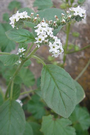 Heliotropium europaeum \ Europische Sonnenwende / European Turn-Sole, E Pyrenäen/Pyrenees, Hecho 19.8.2011
