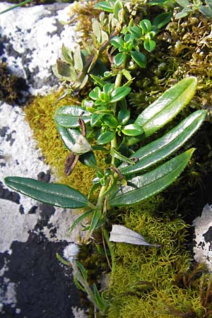 Helianthemum urrielense \ Urriellu-Sonnenr�schen / Mount Urriellu Rock-Rose, E Picos de Europa, Covadonga 7.8.2012