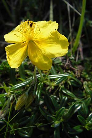 Helianthemum urrielense \ Urriellu-Sonnenr�schen / Mount Urriellu Rock-Rose, E Picos de Europa, Covadonga 7.8.2012