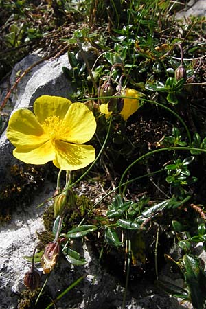 Helianthemum urrielense \ Urriellu-Sonnenr�schen / Mount Urriellu Rock-Rose, E Picos de Europa, Covadonga 7.8.2012