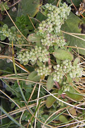 Herniaria latifolia \ Breitbl&auml;ttriges Bruchkraut / Broad-Leaved Rupture-Wort, E Picos de Europa, Puerto de San Glorio 13.8.2012