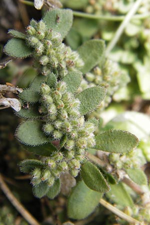 Herniaria latifolia \ Breitbl&auml;ttriges Bruchkraut / Broad-Leaved Rupture-Wort, E Picos de Europa, Puerto de San Glorio 13.8.2012