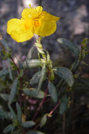 Helianthemum nummularium \ Kleinblttriges Sonnenrschen / Common Rock-Rose, E Picos de Europa, Potes 15.8.2012