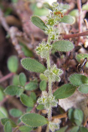 Herniaria latifolia \ Breitbl&auml;ttriges Bruchkraut / Broad-Leaved Rupture-Wort, E Picos de Europa, Potes 15.8.2012
