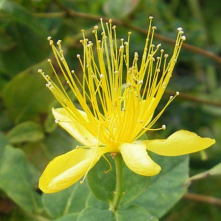 Hypericum hircinum subsp. majus \ Gro&szlig;es Bocks-Johanniskraut / Greater Stinking Tutsan, Lemon-Scented St. John's-Wort, E Getaria 16.8.2011