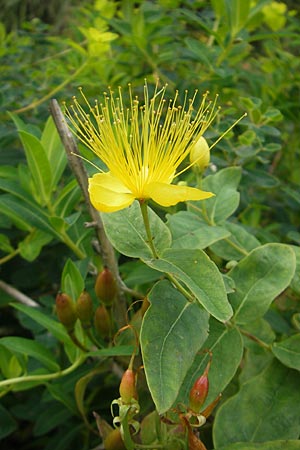 Hypericum hircinum subsp. majus \ Gro&szlig;es Bocks-Johanniskraut / Greater Stinking Tutsan, Lemon-Scented St. John's-Wort, E Getaria 16.8.2011