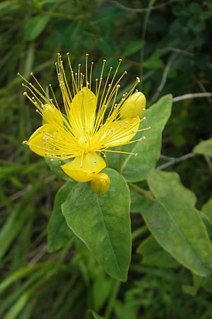 Hypericum hircinum subsp. majus \ Gro&szlig;es Bocks-Johanniskraut / Greater Stinking Tutsan, Lemon-Scented St. John's-Wort, E Getaria 16.8.2011