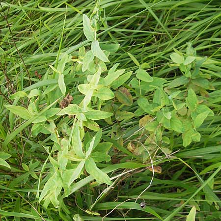 Hypericum hircinum subsp. majus \ Gro&szlig;es Bocks-Johanniskraut / Greater Stinking Tutsan, Lemon-Scented St. John's-Wort, E Getaria 16.8.2011