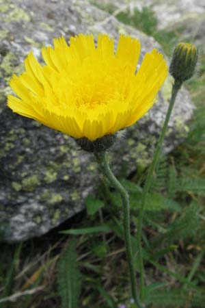 Hieracium schmidtii agg. \ Blasses Habichtskraut / Schmidt's Hawkweed, E Pyren&auml;en/Pyrenees, Caldes de Boi 16.8.2006