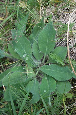 Hieracium schmidtii agg. \ Blasses Habichtskraut / Schmidt's Hawkweed, E Pyren&auml;en/Pyrenees, Caldes de Boi 16.8.2006