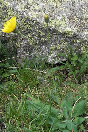Hieracium schmidtii agg. \ Blasses Habichtskraut / Schmidt's Hawkweed, E Pyren&auml;en/Pyrenees, Caldes de Boi 16.8.2006