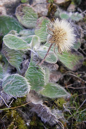 Hieracium mixtum \ Pyrenen-Habichtskraut / Pyrenean Hawkweed, E Picos de Europa, Covadonga 7.8.2012