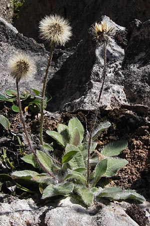 Hieracium mixtum \ Pyrenen-Habichtskraut / Pyrenean Hawkweed, E Picos de Europa, Covadonga 7.8.2012