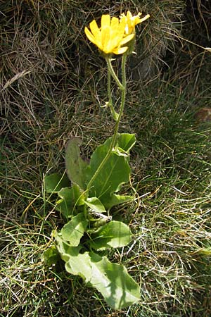 Hieracium amplexicaule \ St�ngelumfassendes Habichtskraut / Sticky Hawkweed, E Picos de Europa, Puerto de San Glorio 13.8.2012