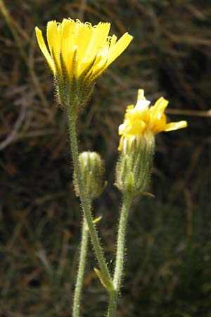 Hieracium amplexicaule \ St�ngelumfassendes Habichtskraut / Sticky Hawkweed, E Picos de Europa, Puerto de San Glorio 13.8.2012