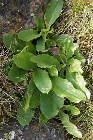 Hieracium amplexicaule \ St�ngelumfassendes Habichtskraut / Sticky Hawkweed, E Picos de Europa, Puerto de San Glorio 13.8.2012