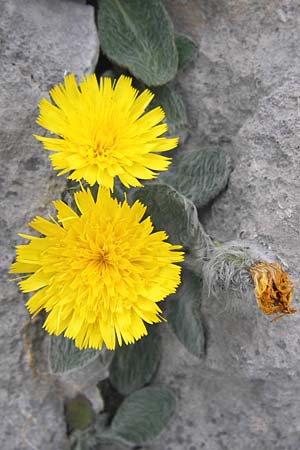 Hieracium mixtum \ Pyrenen-Habichtskraut / Pyrenean Hawkweed, E Picos de Europa, Fuente De 14.8.2012