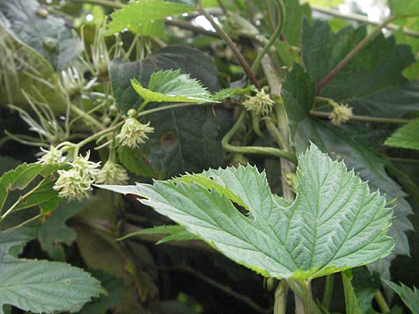 Humulus lupulus \ Hopfen / Hop, E Pyrenäen/Pyrenees, Barruera in Boi - Tal / Valley 16.8.2006