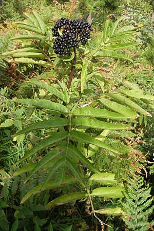 Sambucus ebulus \ Zwerg-Holunder, Attich / Dwarf Elder, E San Sebastian 15.8.2011