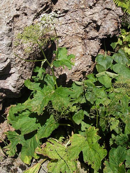 Heracleum pyrenaicum \ Pyren&auml;en-B�renklau / Pyrenean Hogweed, E Picos de Europa, Covadonga 7.8.2012