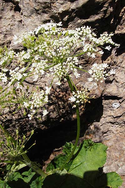 Heracleum pyrenaicum \ Pyren&auml;en-B�renklau / Pyrenean Hogweed, E Picos de Europa, Covadonga 7.8.2012