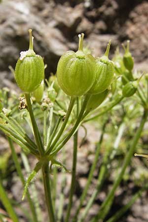 Heracleum pyrenaicum \ Pyren&auml;en-B�renklau / Pyrenean Hogweed, E Picos de Europa, Covadonga 7.8.2012