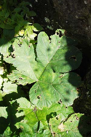 Heracleum pyrenaicum \ Pyren&auml;en-B�renklau / Pyrenean Hogweed, E Picos de Europa, Covadonga 7.8.2012