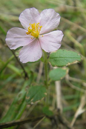 Helianthemum nummularium \ Kleinblttriges Sonnenrschen / Common Rock-Rose, E Pyrenäen/Pyrenees, Ordesa 22.8.2011