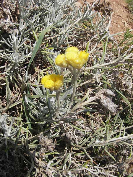 Helichrysum stoechas \ Wohlriechende Strohblume, E Zumaia 16.8.2011