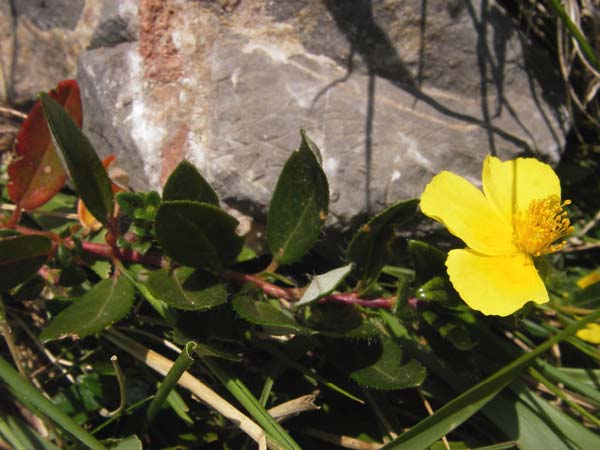 Helianthemum urrielense \ Urriellu-Sonnenr�schen / Mount Urriellu Rock-Rose, E Picos de Europa, Carre�a 11.8.2012