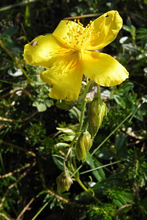 Helianthemum urrielense \ Urriellu-Sonnenr�schen / Mount Urriellu Rock-Rose, E Picos de Europa, Carre�a 11.8.2012