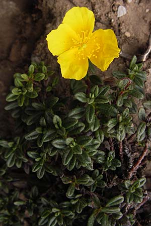 Helianthemum urrielense \ Urriellu-Sonnenr�schen / Mount Urriellu Rock-Rose, E Picos de Europa, Fuente De 14.8.2012