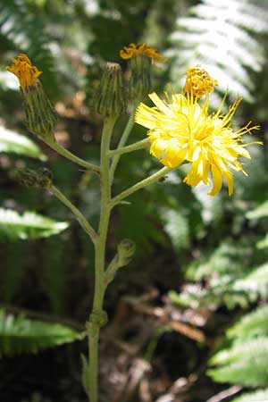 Hieracium laevigatum \ Glattes Habichtskraut / Smooth Hawkweed, E Picos de Europa, Potes 15.8.2012