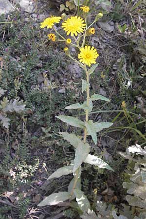 Hieracium laevigatum \ Glattes Habichtskraut / Smooth Hawkweed, E Picos de Europa, Potes 15.8.2012