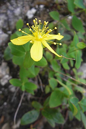 Hypericum richeri subsp. burseri \ Bursers Johanniskraut / Burser's St. John's-Wort, E Pyren&auml;en/Pyrenees, Ordesa 23.8.2011