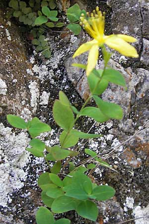 Hypericum richeri subsp. burseri \ Bursers Johanniskraut / Burser's St. John's-Wort, E Pyren&auml;en/Pyrenees, Ordesa 23.8.2011
