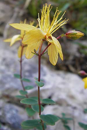 Hypericum nummularium \ Rundbl&auml;ttriges Johanniskraut / Round-Leaved St. John's-Wort, E Picos de Europa, Covadonga 7.8.2012