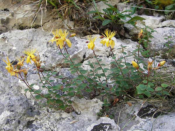 Hypericum nummularium \ Rundbl&auml;ttriges Johanniskraut / Round-Leaved St. John's-Wort, E Picos de Europa, Covadonga 7.8.2012