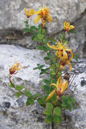 Hypericum nummularium \ Rundbl&auml;ttriges Johanniskraut / Round-Leaved St. John's-Wort, E Picos de Europa, Covadonga 7.8.2012