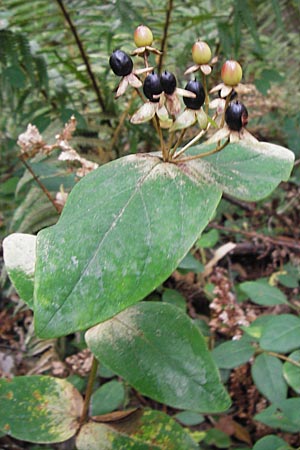 Hypericum androsaemum \ Blut-Johanniskraut, Mannsblut / Tutsan, E Asturien/Asturia Llanes 12.8.2012