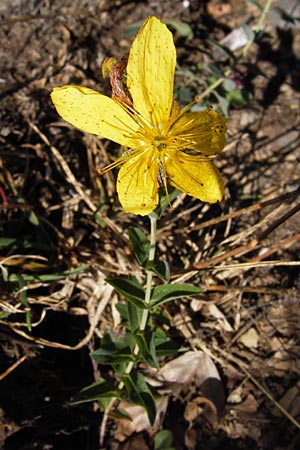 Hypericum richeri subsp. burseri \ Bursers Johanniskraut / Burser's St. John's-Wort, E Picos de Europa, Posada de Valdeon 13.8.2012